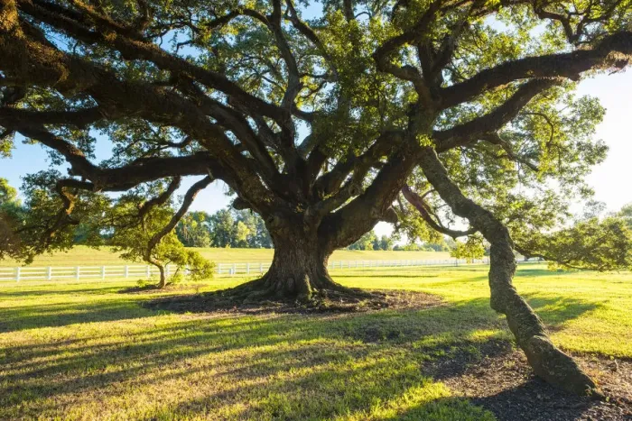 Framed Print : United States, Louisiana, Vacherie. Sunlight through the branches of a Southern Live