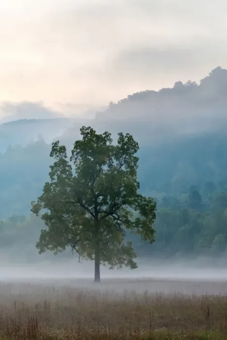 Framed Print : United States, North Carolina, Haywood County, Waynesville. Foggy morning in Cataloochee Valley Framed Print : United States, North Carolina, Haywood County, Waynesville. Foggy morning in Cataloochee Valley