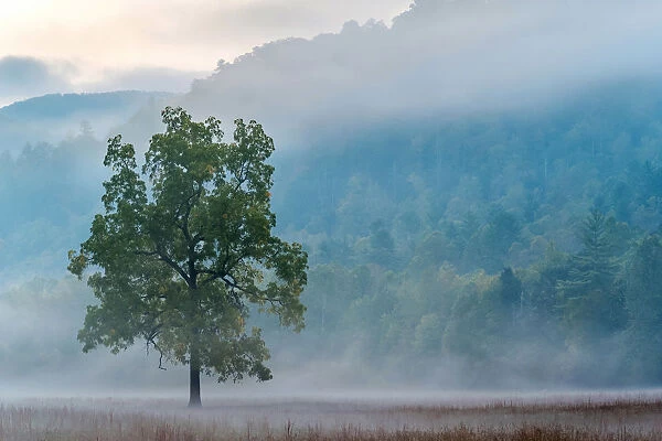 United States, North Carolina, Haywood County, Waynesville. Cataloochee Valley at dawn