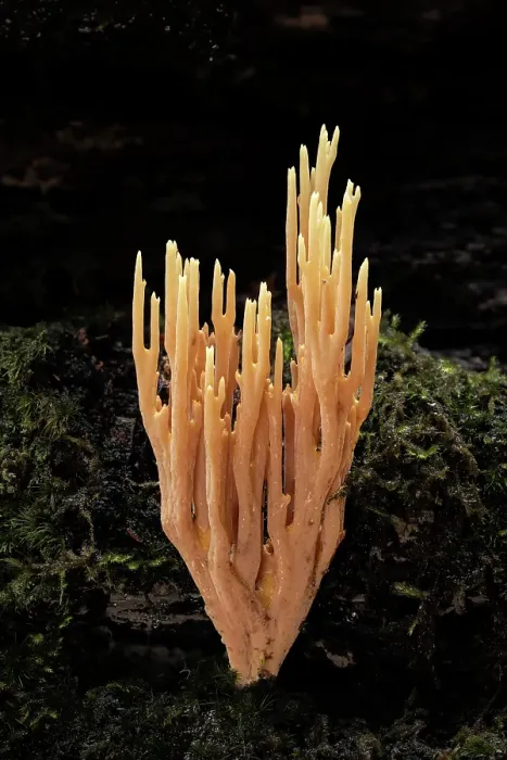 Framed Print : Upright Coral (Ramaria stricta), New Forest, Hampshire, England, UK, November 2022, focus-stacked Framed Print : Upright Coral (Ramaria stricta), New Forest, Hampshire, England, UK, November 2022, focus-stacked