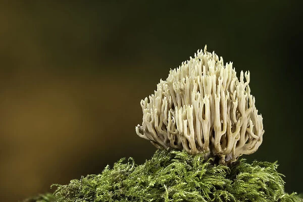Upright Coral (Ramaria stricta), Uplyme, Devon, England, UK