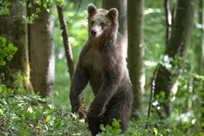 Framed Print : Ursus arctos -Brown bear- Slovenia Framed Print : Ursus arctos -Brown bear- Slovenia
