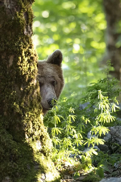 Ursus arctos -Brown bear- Slovenia