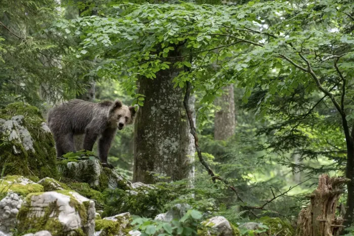Framed Print : Ursus arctos -Brown bear- Slovenia Framed Print : Ursus arctos -Brown bear- Slovenia