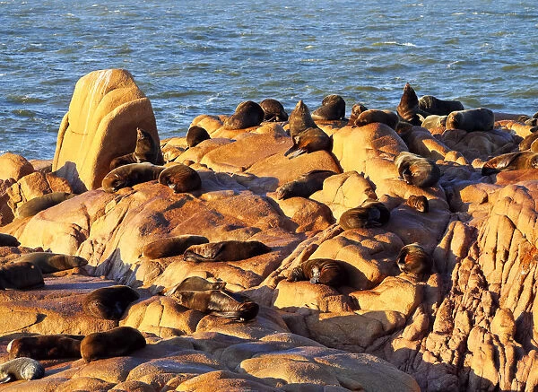 Uruguay, Rocha Department, Cabo Polonio, Colony of the Sea Lions on the rocky coast