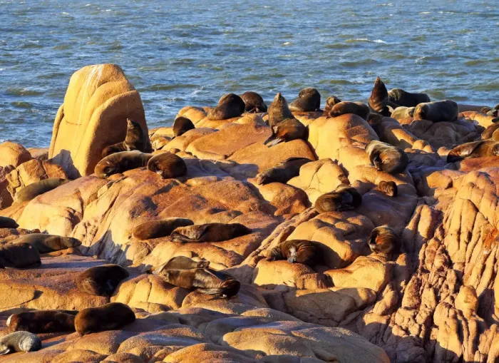 Framed Print : Uruguay, Rocha Department, Cabo Polonio, Colony of the Sea Lions on the rocky coast Framed Print : Uruguay, Rocha Department, Cabo Polonio, Colony of the Sea Lions on the rocky coast