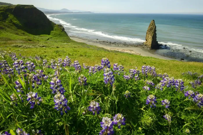 Framed Print : USA, America, American, Pacific Northwest, Curry County, Cape Blanco Framed Print : USA, America, American, Pacific Northwest, Curry County, Cape Blanco