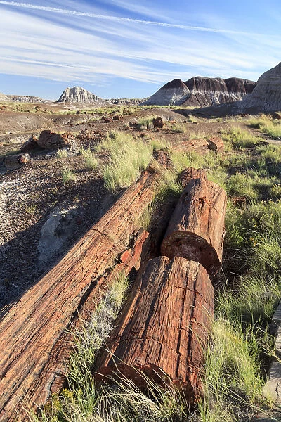 USA, Arizona, Holbrook, Petrified Forest National Park, Petrified wood on Long Logs Trail