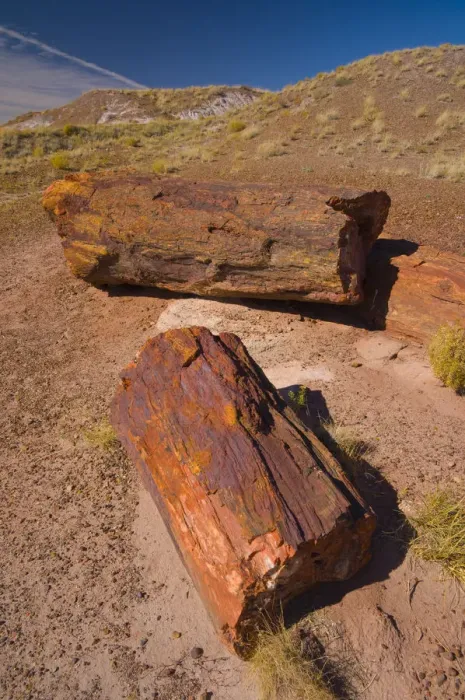 Framed Print : USA, Arizona, Petrified Forest National Park, Petrified Tree Trunks Framed Print : USA, Arizona, Petrified Forest National Park, Petrified Tree Trunks