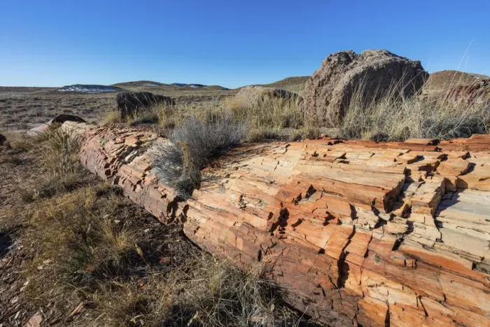Framed Print : USA, Arizona, Petrified Forest National Park, Petrified Tree