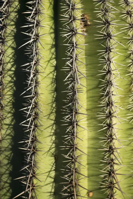 Framed Print : USA, Arizona, Tucson, Saguaro National Park, Close up of Saguaro cactus Framed Print : USA, Arizona, Tucson, Saguaro National Park, Close up of Saguaro cactus