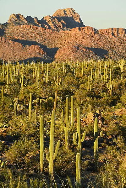 USA, Arizona, Tucson, Saguaro National Park, Last light at signal hill
