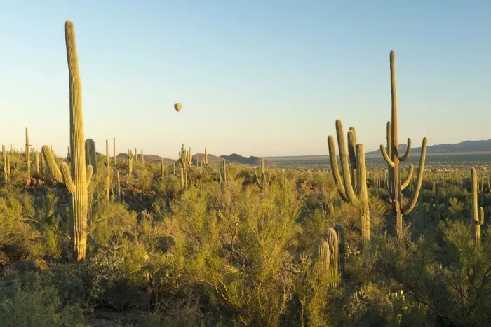 Framed Print : USA, Arizona, Tucson, Saguaro National Park, Hot air balloon flying over cactus Framed Print : USA, Arizona, Tucson, Saguaro National Park, Hot air balloon flying over cactus