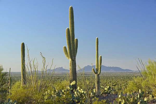 USA, Arizona, Tucson, Saguaro National Park, Signal Hill, View of Picacho Peak