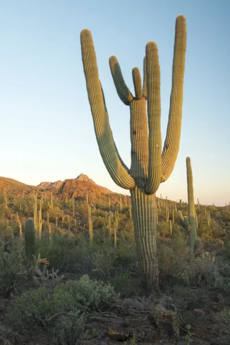 Framed Print : USA, Arizona, Tucson, Saguaro National Park, Cactus on the edge of Tucson Framed Print : USA, Arizona, Tucson, Saguaro National Park, Cactus on the edge of Tucson