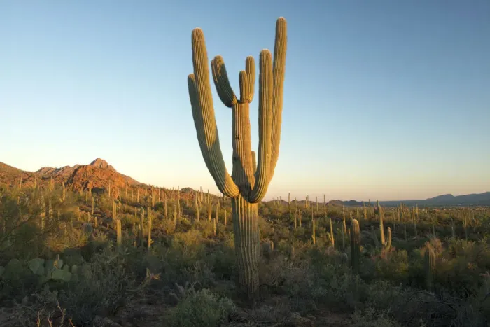 Framed Print : USA, Arizona, Tucson, Saguaro National Park, Cactus on the edge of Tucson Framed Print : USA, Arizona, Tucson, Saguaro National Park, Cactus on the edge of Tucson