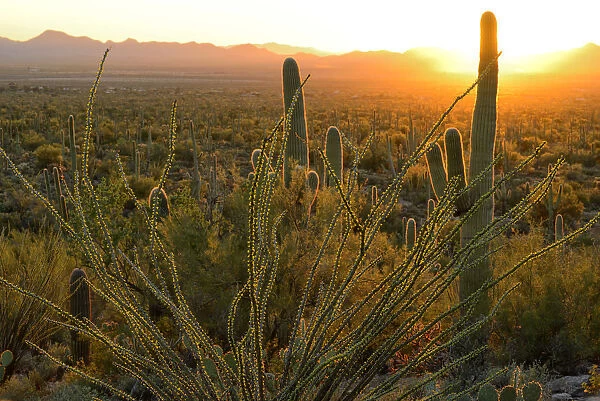 USA, Arizona, Tucson, Saguaro National Park, Sunset at signal mountain