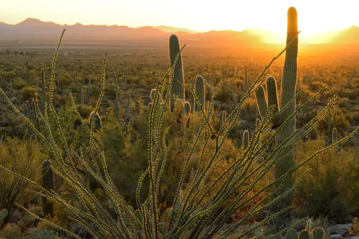 Framed Print : USA, Arizona, Tucson, Saguaro National Park, Sunset at signal mountain Framed Print : USA, Arizona, Tucson, Saguaro National Park, Sunset at signal mountain