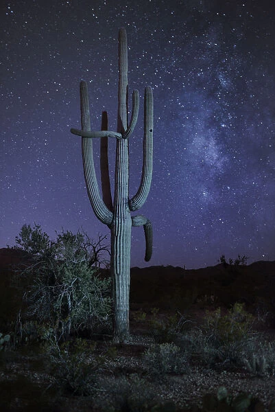 USA, Arizona, Tucson, Saguaro National Park, Cactus with milky way at night