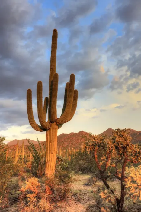 Framed Print : USA, Arizona, Tucson, Saguaro National Park Framed Print : USA, Arizona, Tucson, Saguaro National Park