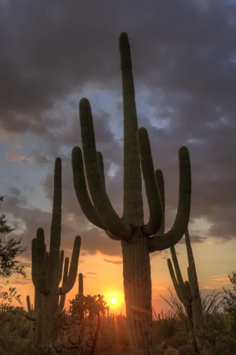 Framed Print : USA, Arizona, Tucson, Saguaro National Park Framed Print : USA, Arizona, Tucson, Saguaro National Park