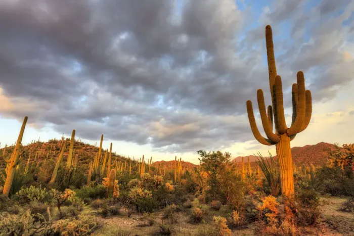 Framed Print : USA, Arizona, Tucson, Saguaro National Park