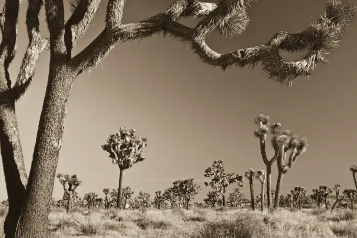 Framed Print : USA, California