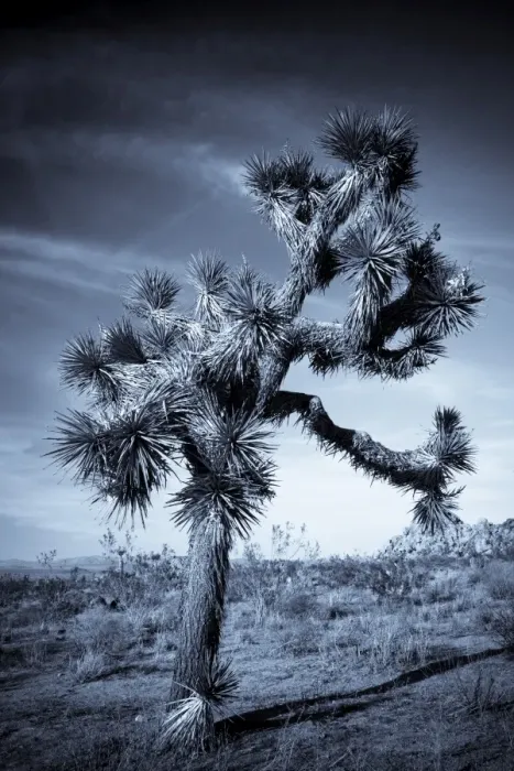 Framed Print : USA, California, Joshua Tree National Park, Joshua Tree, yucca brevifolia