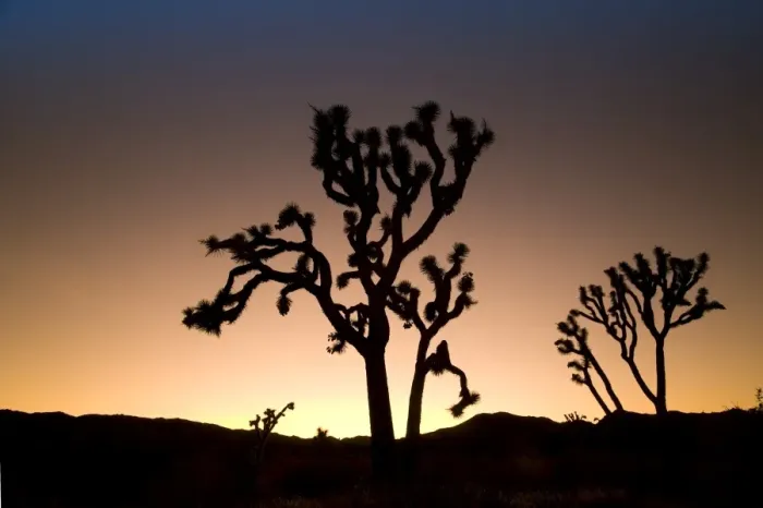 Framed Print : USA, California, Joshua Tree National Park, Joshua Trees (Yucca Brevifolia) Framed Print : USA, California, Joshua Tree National Park, Joshua Trees (Yucca Brevifolia)