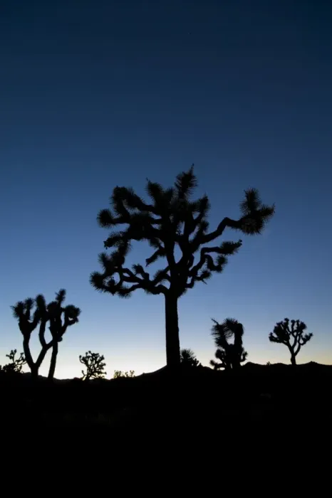 Framed Print : USA, California, Joshua Tree National Park, Joshua Trees (Yucca Brevifolia) Framed Print : USA, California, Joshua Tree National Park, Joshua Trees (Yucca Brevifolia)