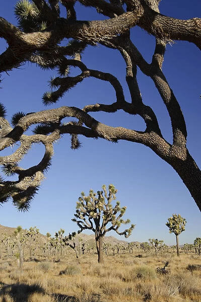 USA, California, Joshua Tree National Park, Joshua Trees (Yucca Brevifolia)