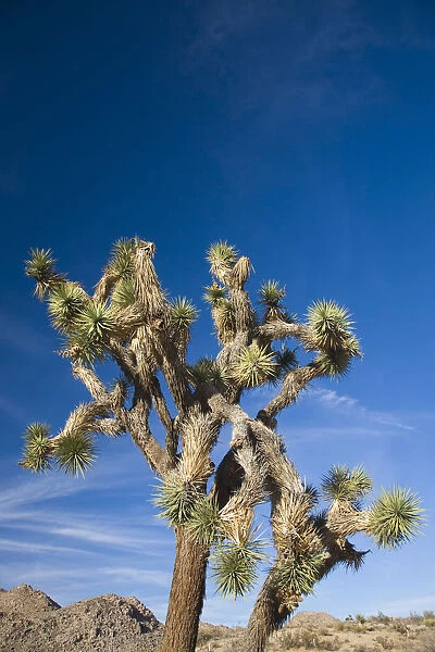 USA, California, Joshua Tree National Park, Joshua Tree, yucca brevifolia, in Hidden
