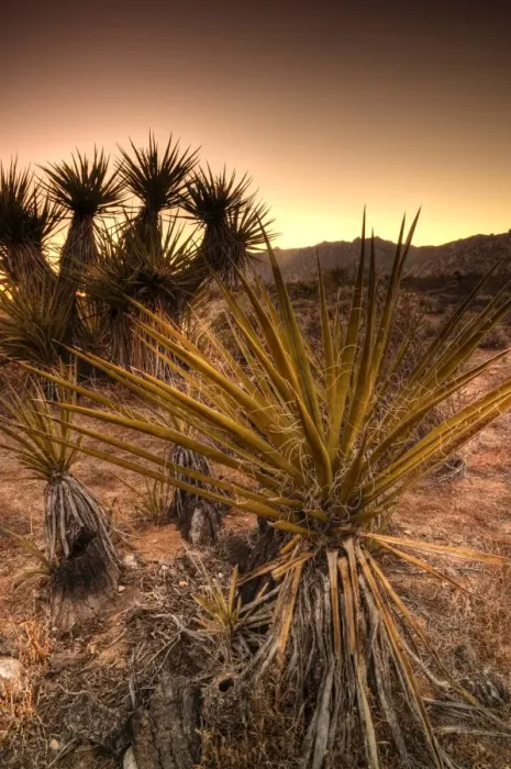 Framed Print : USA, California, Mojave National Preserve Framed Print : USA, California, Mojave National Preserve