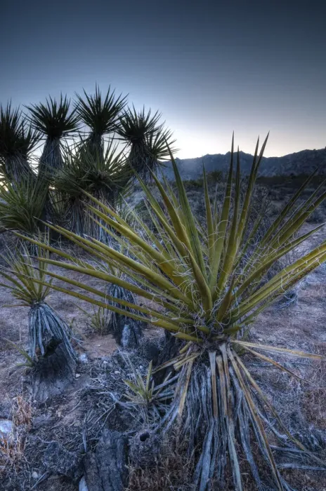 Framed Print : USA, California, Mojave National Preserve Framed Print : USA, California, Mojave National Preserve
