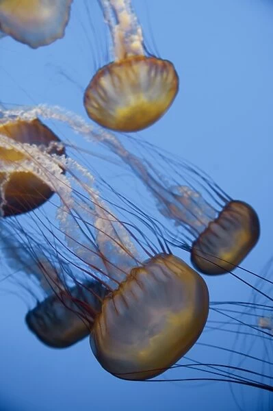 USA, California, Monterey Bay Acquarium, Pacific Sea Nettle Jellyfish