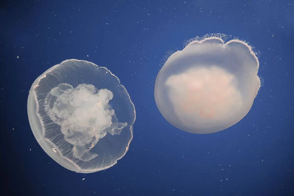 USA, California, Monterey Bay Acquarium, Moon Jellyfish (Aurelia aurita)