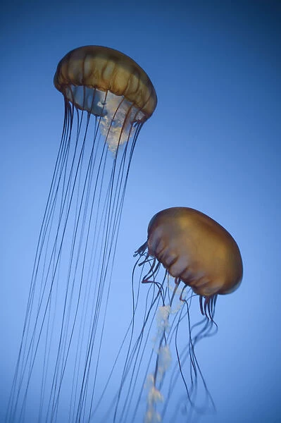 USA, California, Monterey Bay Acquarium, Pacific Sea Nettle Jellyfish (Chrysaora