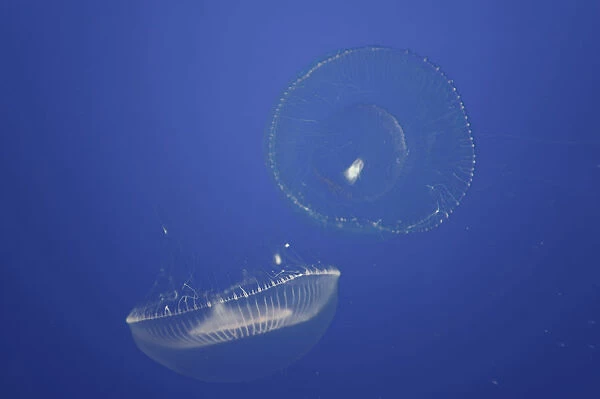 USA, California, Monterey Bay Acquarium, Jellyfish