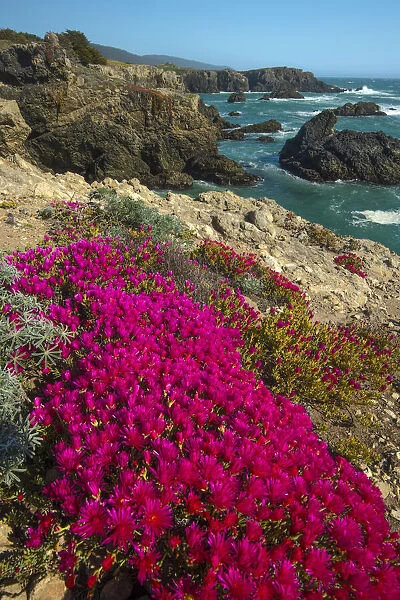 USA, California, North Coast, Sonoma County, Salt Point State Park, Ice plamt in bloom