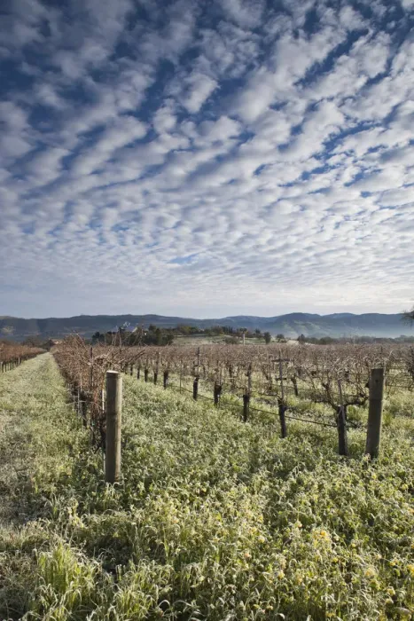 Framed Print : USA, California, Northern California, Napa Valley Wine Country, Napa, vineyards in winter Framed Print : USA, California, Northern California, Napa Valley Wine Country, Napa, vineyards in winter