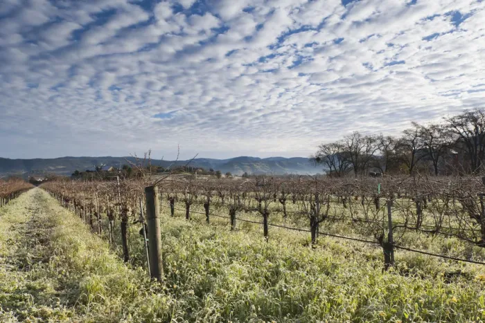 Framed Print : USA, California, Northern California, Napa Valley Wine Country, Napa, vineyards in winter Framed Print : USA, California, Northern California, Napa Valley Wine Country, Napa, vineyards in winter