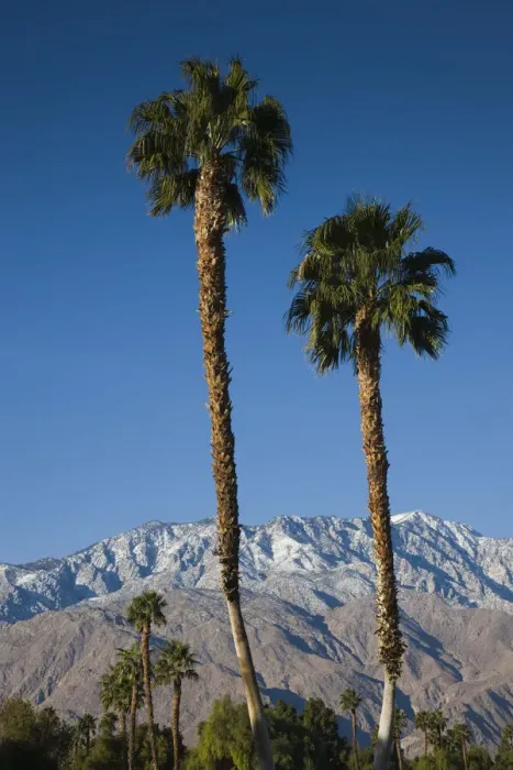 Framed Print : USA, California, Palm Springs, Desert Princess Golf Course, palms and mountains Framed Print : USA, California, Palm Springs, Desert Princess Golf Course, palms and mountains