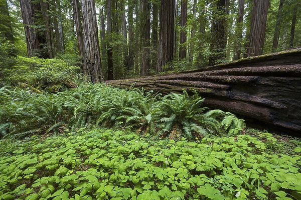 USA, California, Redwood National Park, Redwood trees