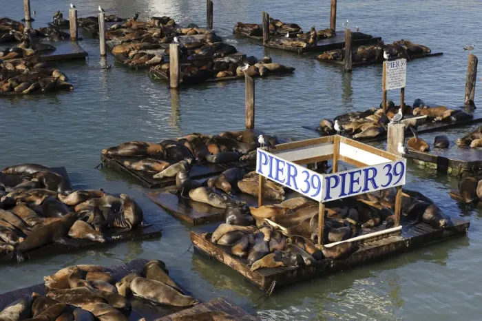 Framed Print : USA, California, San Francisco, Fishermans Wharf, Pier 39, Sea Lions Framed Print : USA, California, San Francisco, Fishermans Wharf, Pier 39, Sea Lions