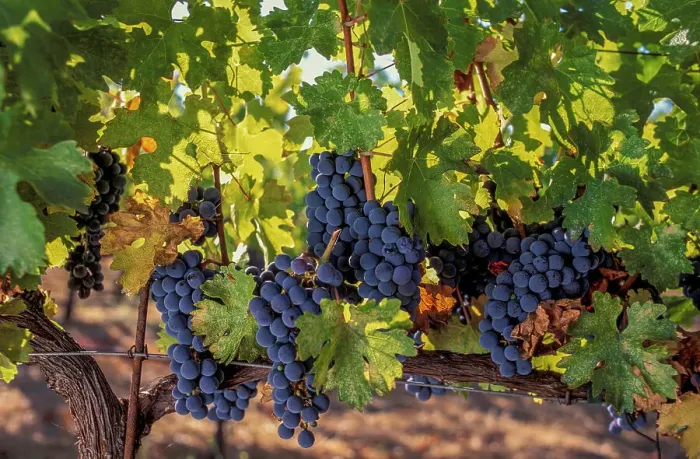 Framed Print : USA, California, Sonoma County, Alexander Valley, Red Grapes Framed Print : USA, California, Sonoma County, Alexander Valley, Red Grapes