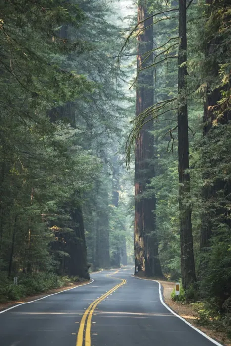 Framed Print : USA, California, West Coast, Avenue of Giants, Road through the forest of Redwoods Framed Print : USA, California, West Coast, Avenue of Giants, Road through the forest of Redwoods