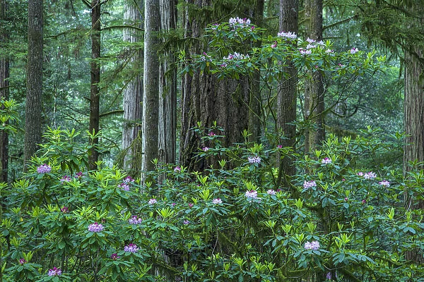 USA, California, West Coast, Crescent City, Jedediah Smith Redwoods State Park, Rhododendron bloom