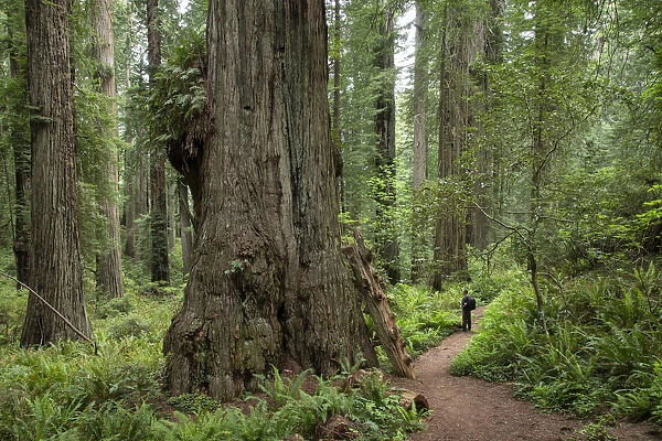 USA, California, West Coast, Crescent City, Del Norte Coast Redwoods State Park