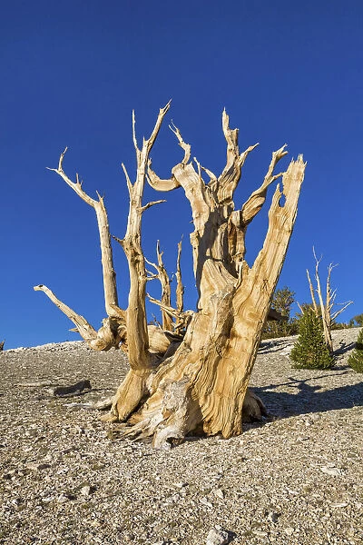 USA, California, White Mountains, Inyo National Forest, Bristlecone Pines