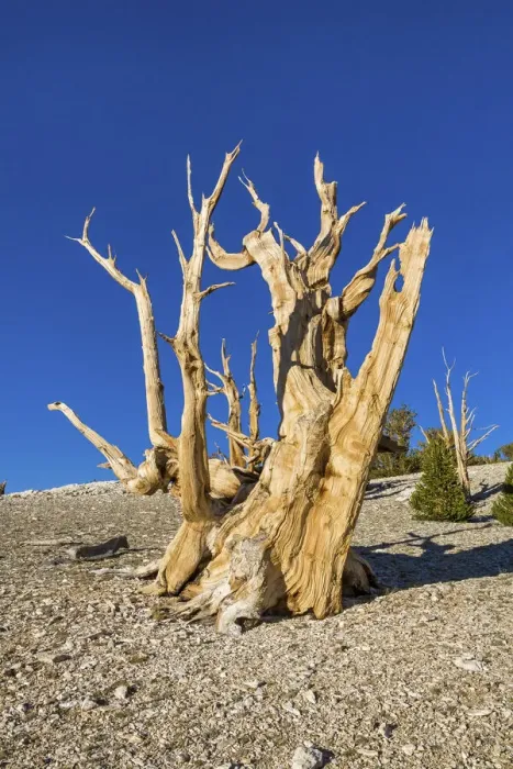Framed Print : USA, California, White Mountains, Inyo National Forest, Bristlecone Pines Framed Print : USA, California, White Mountains, Inyo National Forest, Bristlecone Pines